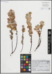Foto von Salix repens L.